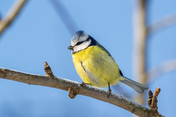 The Eurasian blue tit (Cyanistes caeruleus)