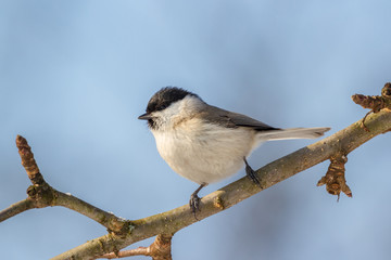 The willow tit (Poecile montanus)
