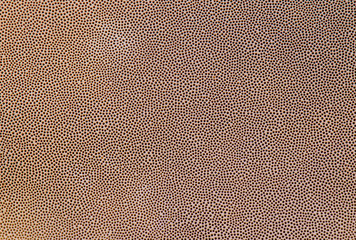 The texture of the mushroom