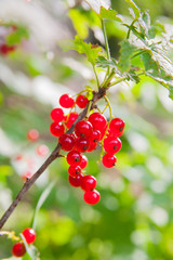 Red currants in the garden