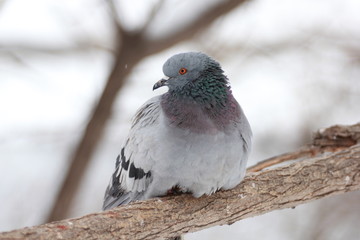 Dove on the tree... Russian winter