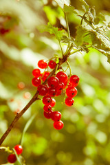 Red currants in the garden
