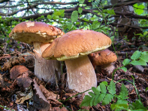Beautiful mushrooms(Boletus edulis)
