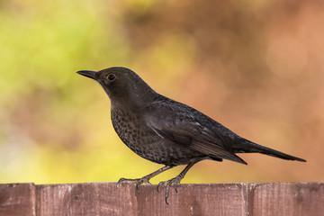 Obraz premium Blackbird, Turdus merula