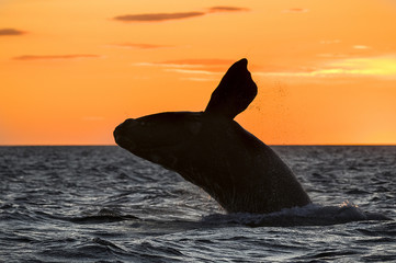 Fototapeta premium Right whale, Patagonia , Argentina