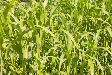 Fototapeta premium Corn field