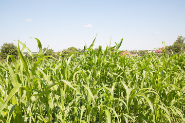 Obraz premium Corn field