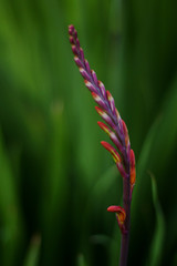 Red flower blooming on a green background