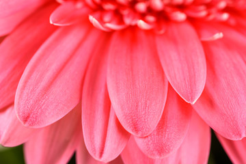 Fototapeta premium Pink Gerbera Flower Petals Abstract Macro