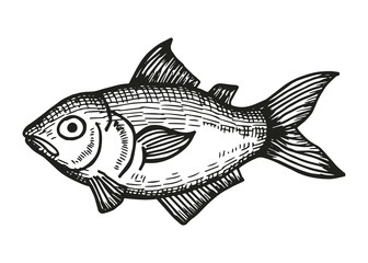 marine aquarium fish sketch on a white background. vector illustration