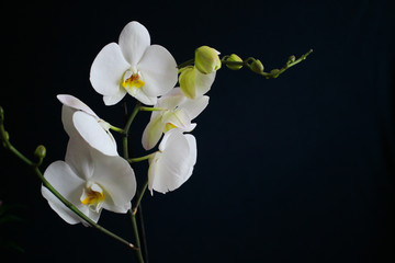 Close-up flowers white orchidea isolated on a dark background