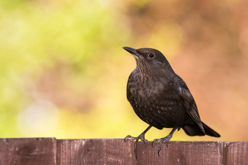 Blackbird, Turdus merula
