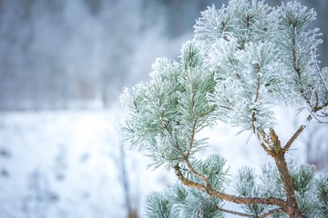 Pine tree branch with winter white rime