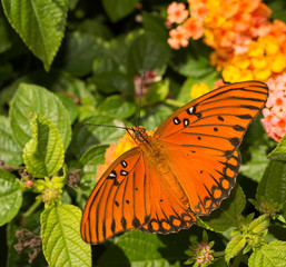 Dorsal view of a Gulf Fritillary butterfly on a Lantana flower