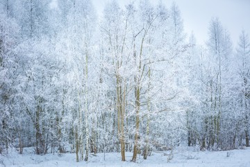 Polish winter landscape
