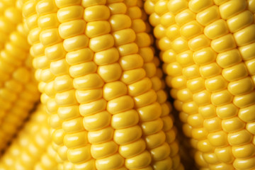 Fresh sweet corn, closeup