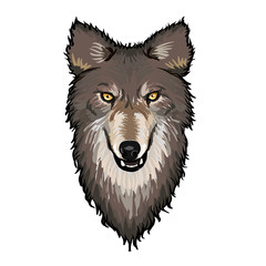 Gray Wolf Head 