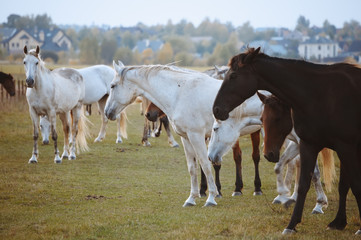 Horses in nature on sunny warm day