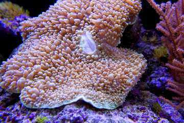 pink umbrella leather coral underwater