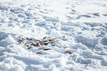 catch a fisherman catching a fish on the ice. winter fishing