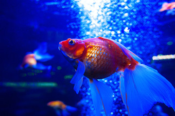 Naklejka premium goldfish ryuikin diving underwater in aquarium on blue background