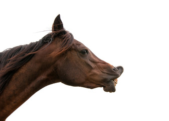 Dark bay horse exhibiting flehmen response with his upper lip curled up, on white background