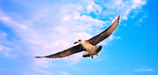 Seagull flying in the sky.