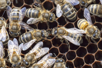 Honey bees