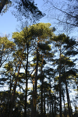 Wald Baum