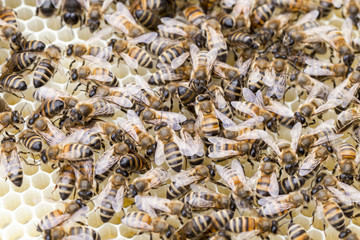 Honey bees