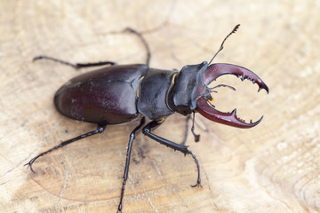 Stag beetle on wood background