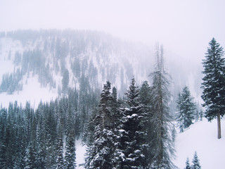 Mountain Fog and Snow with Trees