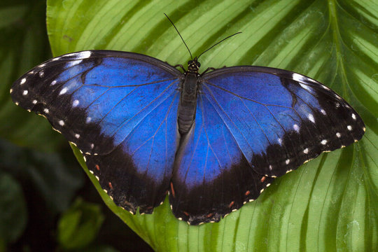 Owl eye butterfly blue wing 