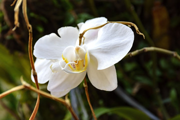 White orchid with red and yellow details with blurred background