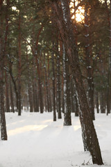 Fototapeta premium Bare trees in park on winter day
