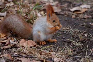 Naklejka na ściany i meble squirrel eats in the autumn garden