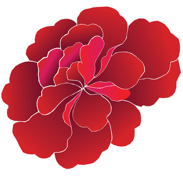 Peony Flower Red Illustration Editable Custom