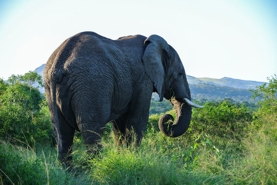 Elephant in South Africa