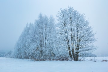 Winter landscape with trees and field