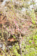 branch with pink flowers