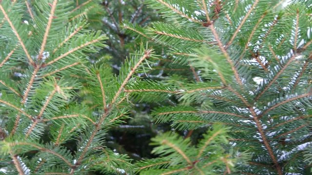 Fir Tree Branch Under Snow