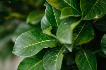 green leaves background