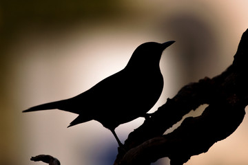 Blackbird, Turdus merula