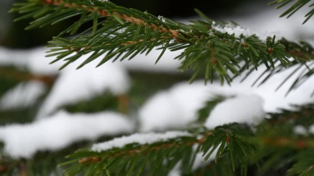 Fir Tree Branch Under Snow