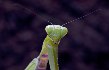 The large female of the mantis