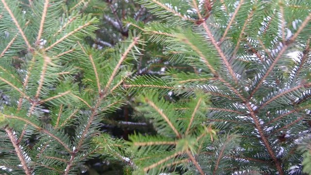 Fir Tree Branch Under Snow