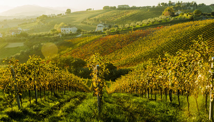 View of vineyards in autumnal colors ready for harvest and production of wine.