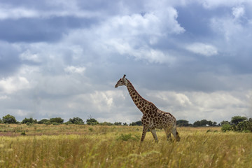 Giraffe ( camelopardalis )