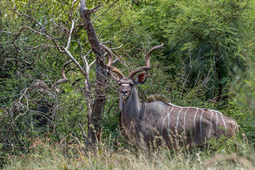 Naklejka na ściany i meble Greater kudu