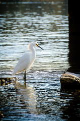 Snowy egret standing in shallow water near a dock.